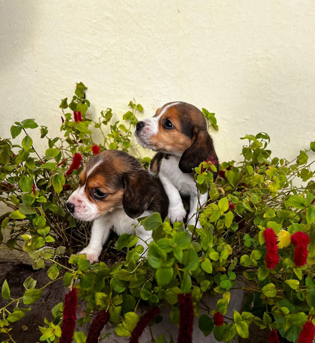 Cachorros Beagles 