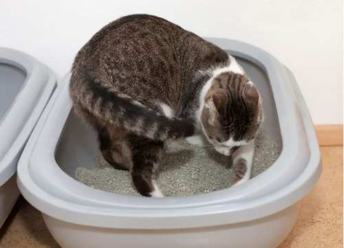 Imagen 4 de 6 de Piedras Sanitarias De Bentonita 6 Kg. Cancat Pet
