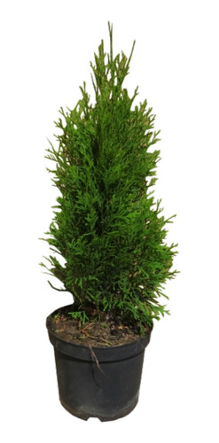 Pino Thuja Smarag Arbol De Navidad Natural Thuya X 2l. 