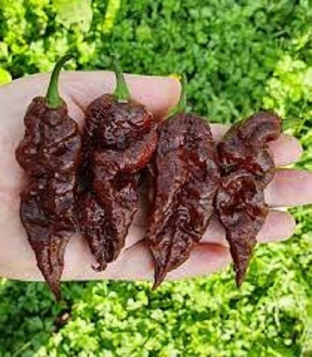 200 Sementes Pimenta Bhut Jolokia Chocolate.