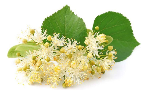 Té De Hierbas De Hojas Y Flores Secas De Tilo Biokoma Puro Y