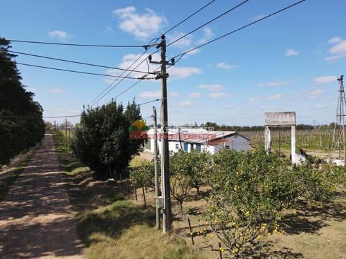Imagen 7 de 16 de Campo, 7 Has, Cno Mendoza, Quinta En Producción Con Frente A Dos Caminos