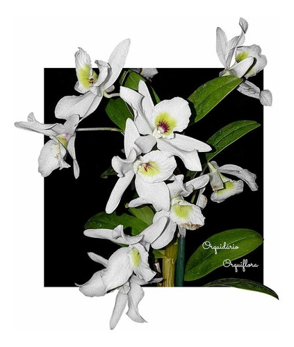 Orquídea Dendrobium Albiflorum Planta Adulta Flor Branca