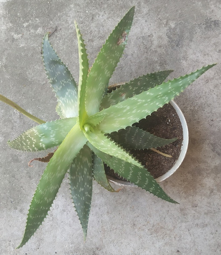 Imagen 2 de 2 de Aloe Vera