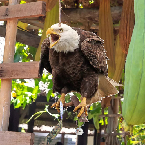 Jja 3 Cómo Repeler Aves En La Decoración De Huertos