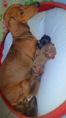 Imagem 1 de 2 de Cachorrinhos Salsichas Puros