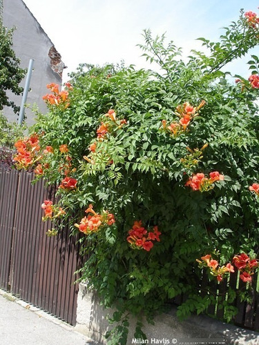 Imagem 8 de 10 de Mudas De Trombeta Chinesa - Campsis Grandiflora