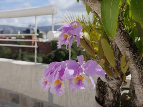 Imagen 3 de 16 de Alquilo/vendo Elegante Ph En La Exclusiva Zona De Altamira