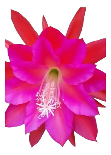 Cactus Phyllanthus Suculetas Color Fucsia