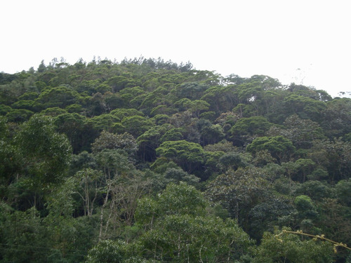 Imagem 4 de 14 de Terreno - Cachoeiras Do Amâncio - Biguaçu - Sc
