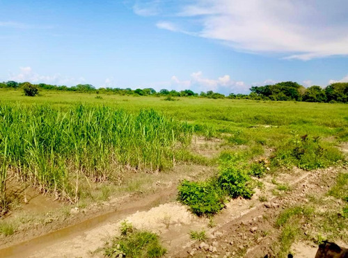 Inmobiliaria Mundo Inn Vende En Cojedes, Hermosa Finca Productiva