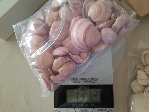 Caracol, Concha De Mar Mediana, Artesanía, Por 500 Grs