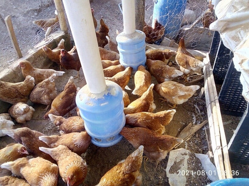 Imagem 3 de 4 de Lote De 70 Frangas Poedeiras
