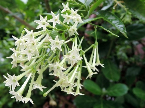 Imagen 3 de 3 de Galan De Noche Planta Aromatica Perfumada Flores Cestrum