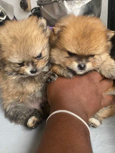 Sptiz Alemao (lulu Pomerania )