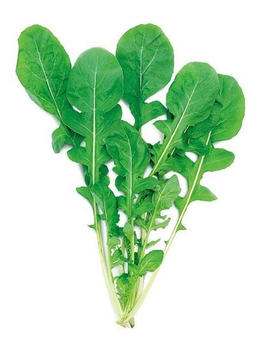 Imagem 2 de 2 de Sementes De Rúcula Cultivada Gigante Folha Larga 1300 Sem.