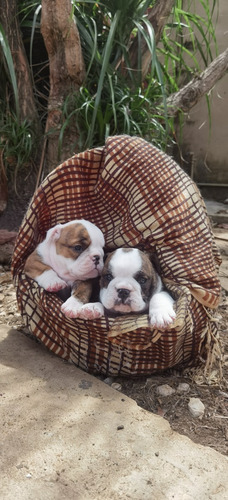 Imagen 5 de 5 de Bulldog Inglés