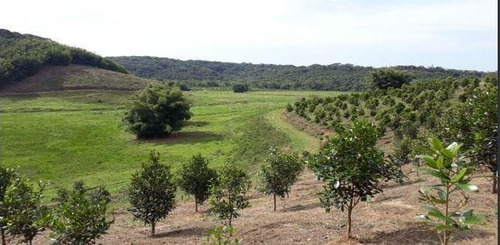 Imagem 1 de 6 de Fazenda À Venda No Bairro Centro - Jacupiranga/sp - O-8381-17404