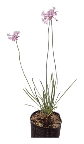 10 Tulbaghia Variegada Liriopes 4lts Ofer¥20mil