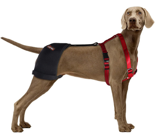 Lispoo - Soporte De Cadera Para Perro Para Displasia De Cade