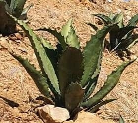 Semilla De Maguey Tepeztate, Marmorata, Agave De Oaxaca