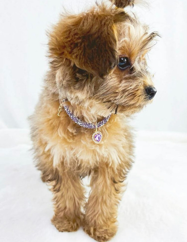 Collar De Lujo Con Colgante De Cristal De Corazón Perro Gato