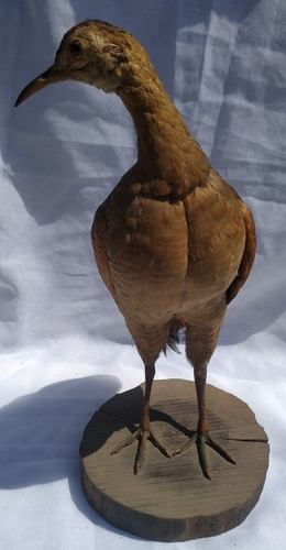 Taxidermia Martineta Colorada Pieza Única