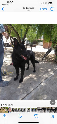 Cachorros Pastor Alemán Negro Sólido