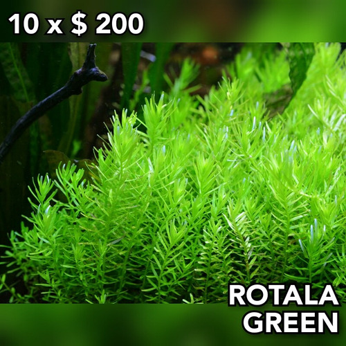 Rotala Green Planta Acuario Plantado.