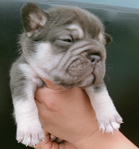 Se Venden Cachorros Bulldog Frances Exoticos Blanco