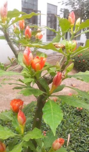 No Semilla Pereskia Bleo Flor Anaranjada Envío Gratis!!
