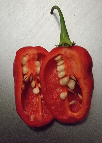 Semillas Aji Super Picante: Chile Dragon De Komodo