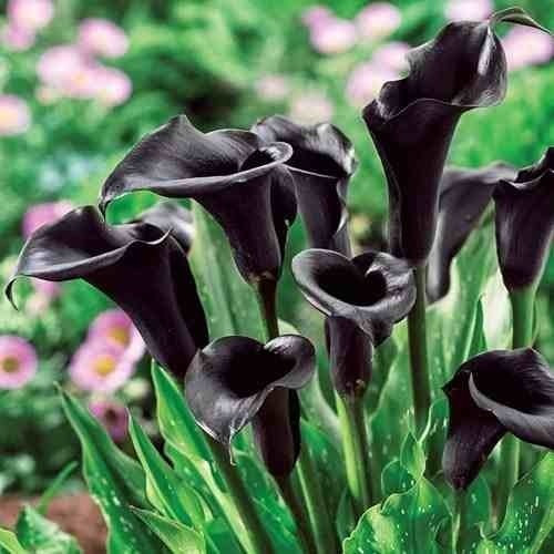Bulbos Calas De Colores Holanda X 1 Bulbos-semillas