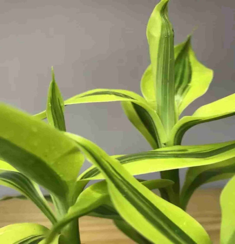 Bambuzinho Da Sorte Variegata P17