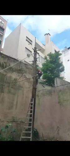 Poda De Arboles Servicio De Poda Tala Extracción De Raíz