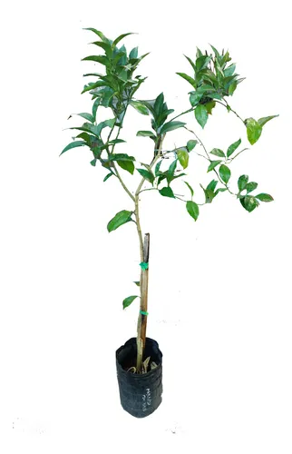 Árbol Naranja New Hall 6l Cítrico Fruto Dulce Sin Semillas