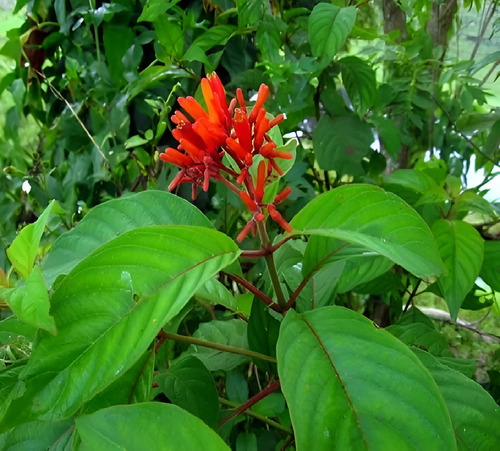 Té De Chacloco Tres Hojitas 250g