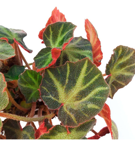 Begonia Brasilera M13 Planta De Interior Greenonline Vivero