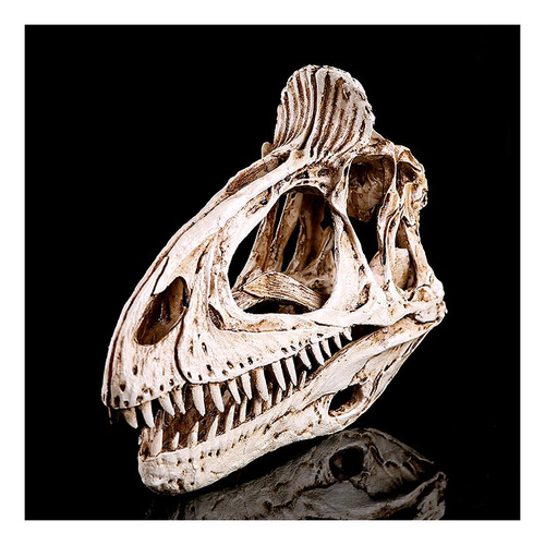 Cráneo De Dinosaurio | Cuotas sin interés