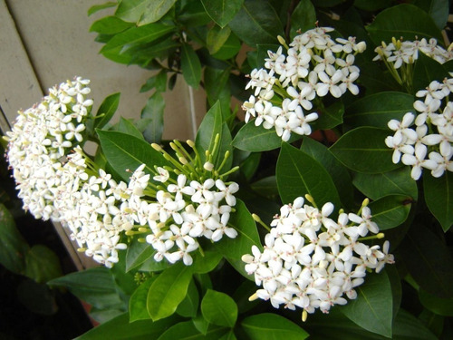 100 Sementes De Mini Ixora Chinesa Branca | Parcelamento sem juros