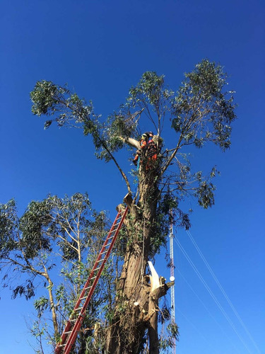 Imagen 5 de 10 de Talas Y Podas - Árboles Limpiezas De Terrenos 095487799