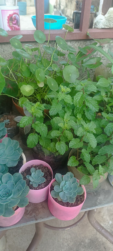 Plantas De Lochita, Suculentas, Yerbabuena Y Otras.