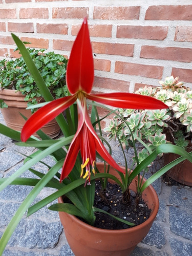 3 Bulbos De Flor De Lis O Sprekelia Formosissima