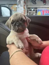 Comprar Hermoso Pug