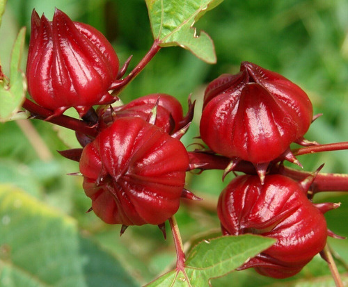 100 Semillas De Jamaica Rojo Diablo 