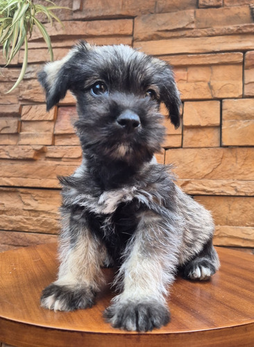 Schnauzer Mini Barbon Amigable Machos Y Hembras Sal Y Pimienta