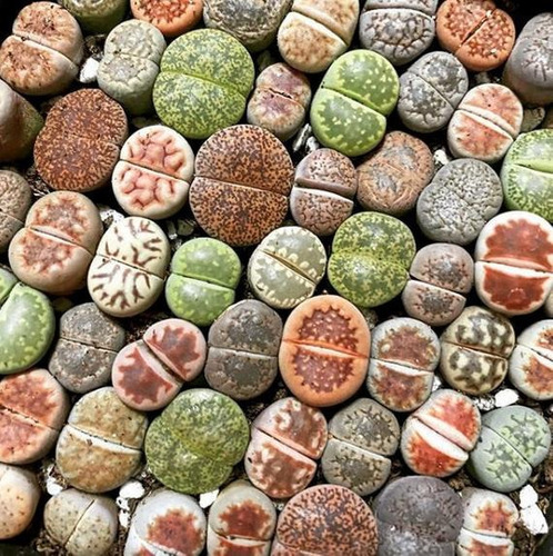 Lithops + 200 Semillas (varias Especies) Excelente Calidad