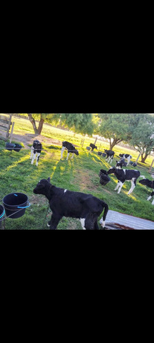 Terneros Holandos De 5 A 15 Días Muy Bien Calostrados 