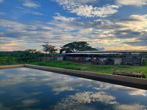 Finca En El Placer, Parroquia Carmen De Cura, Municipio Camatagua Del Estado Aragua. Pfml