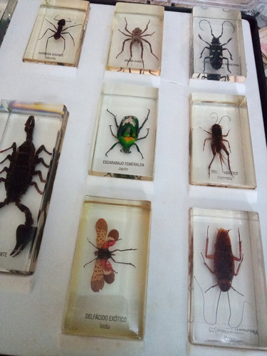 Colección De Bichos (Usado)